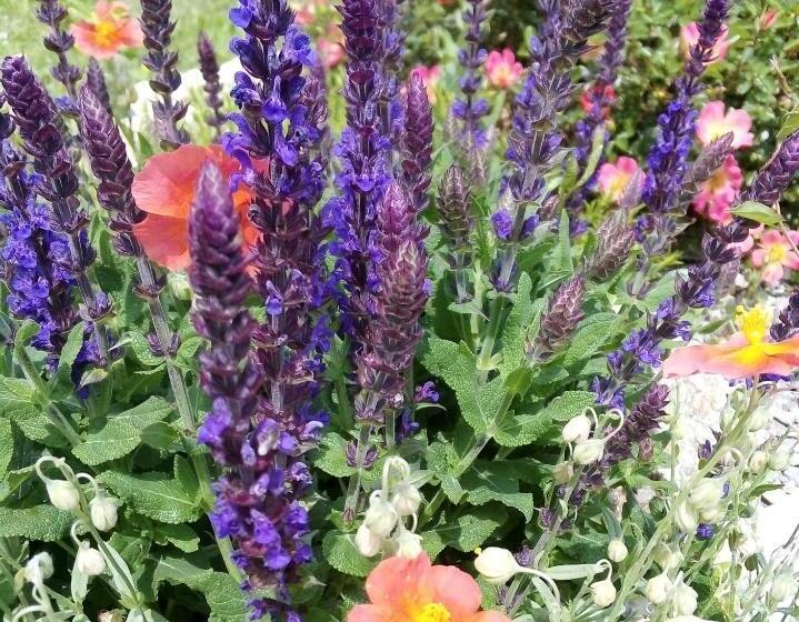 مبيت وإفطار Timo E Rosmarino