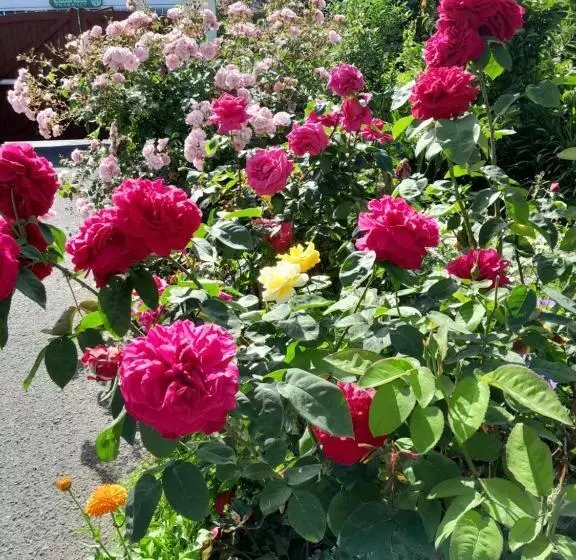 Saint Martin S Bed And Breakfast