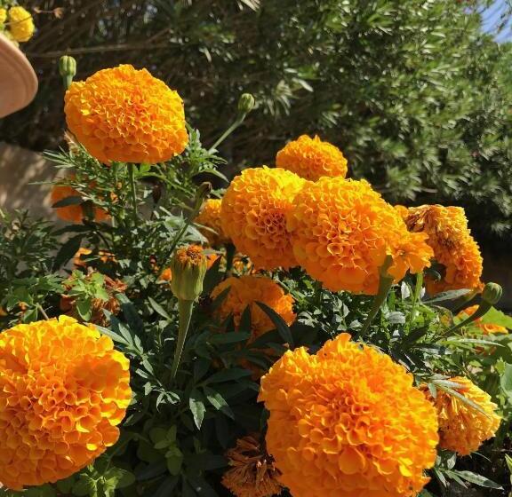 فندق Club Koiné