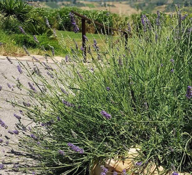 住宿加早餐  Villa Polercia