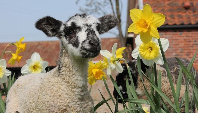 Colston Hall Cottages