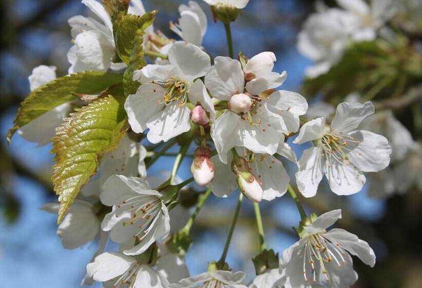 Colston Hall Cottages