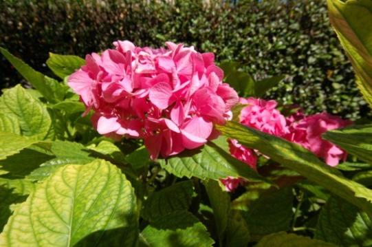 Отель Albergo Ponte Vecchio