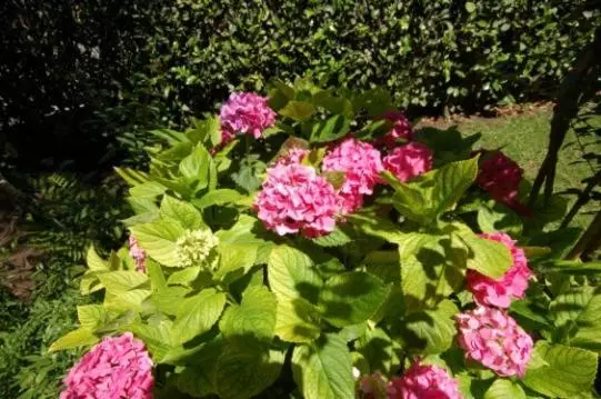 Отель Albergo Ponte Vecchio