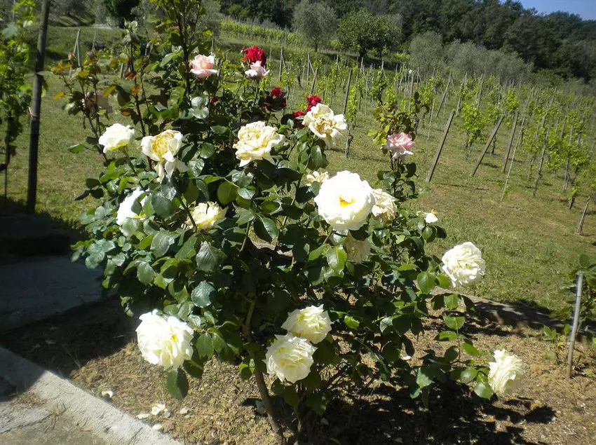 Отель Bello Stare Charming Retreats