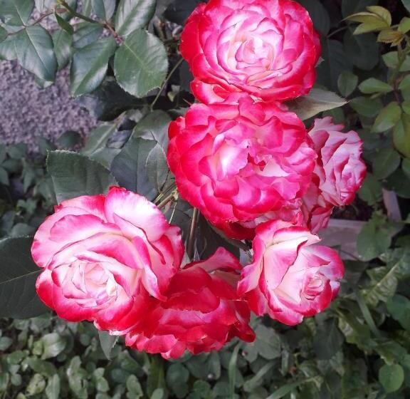 Bed and Breakfast Les Clarines Perceneige   Chambre D Hôtes Vue Sur Montagne