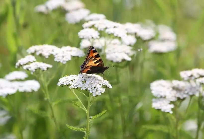 Majatalo Famos Schlafen