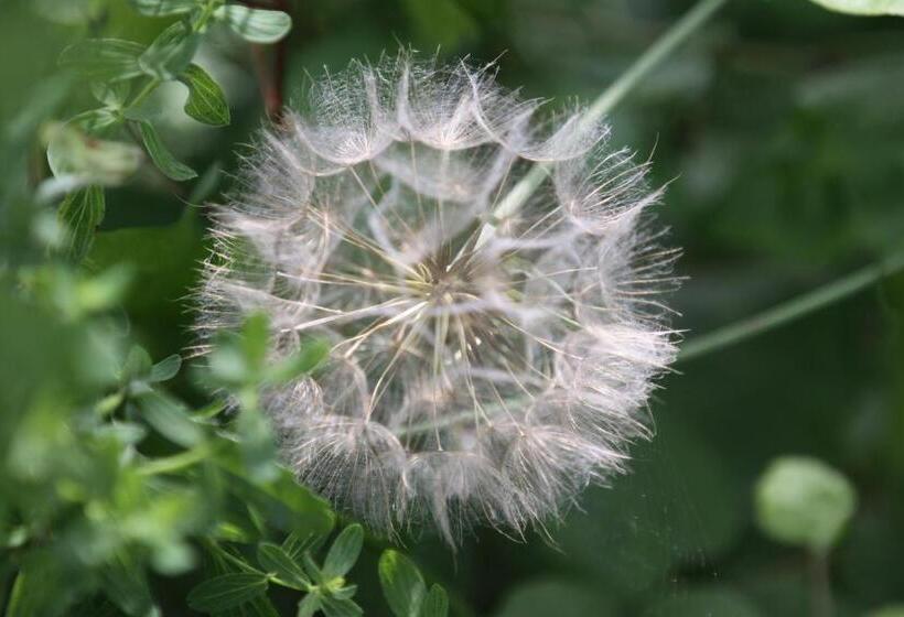 膳宿费 Famos Schlafen