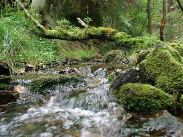 渡假胜地  Typ Dachsbau