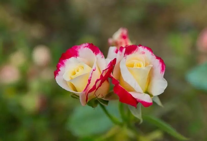 ベッドアンドブレックファースト Le Camere Del Relais La Pieve Vecchia