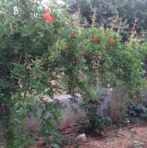 Elounda George Studios