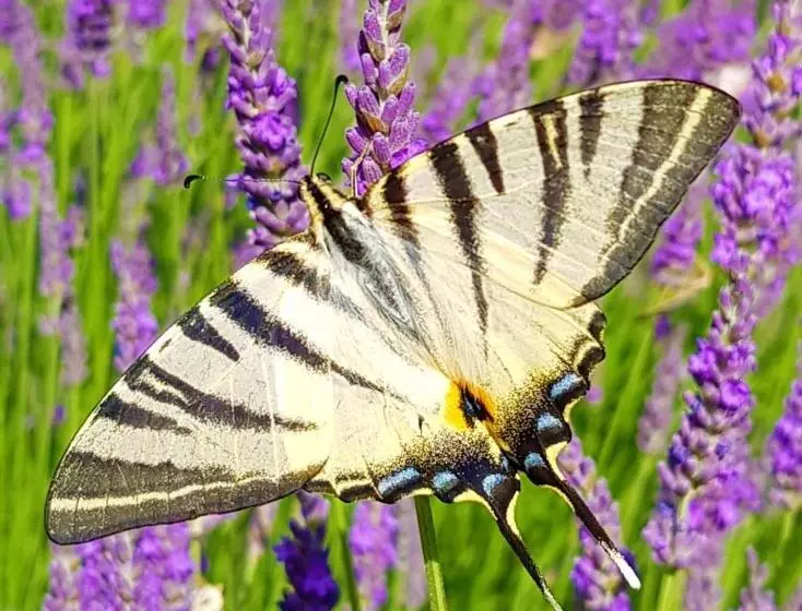 Hotelli Mas De La Beaume