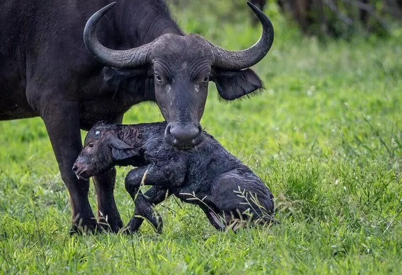 בית מלון כפרי Honeyguide Tented Safari Camps Mantobeni