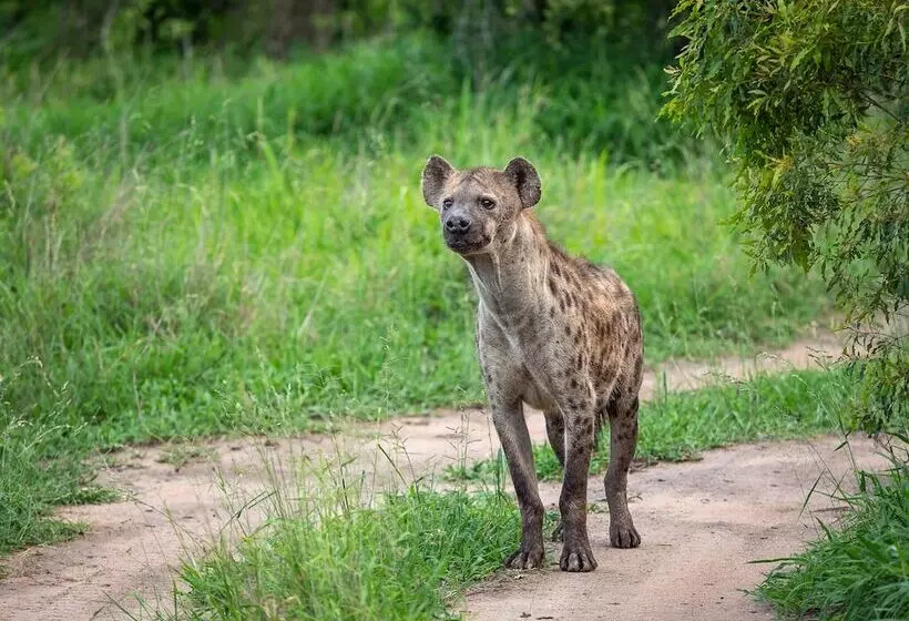 בית מלון כפרי Honeyguide Tented Safari Camps Mantobeni