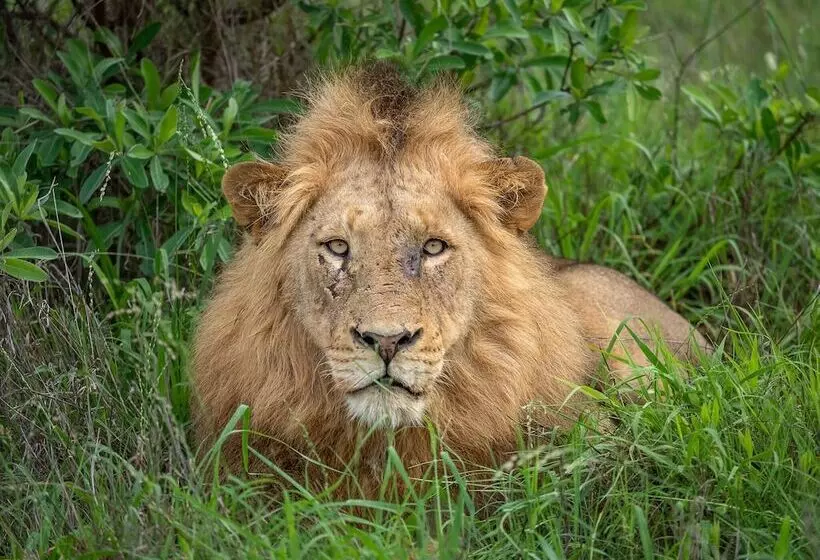 בית מלון כפרי Honeyguide Tented Safari Camps Mantobeni