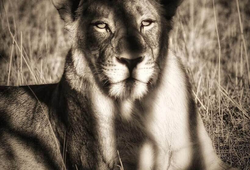 בית מלון כפרי Honeyguide Tented Safari Camps   Mantobeni