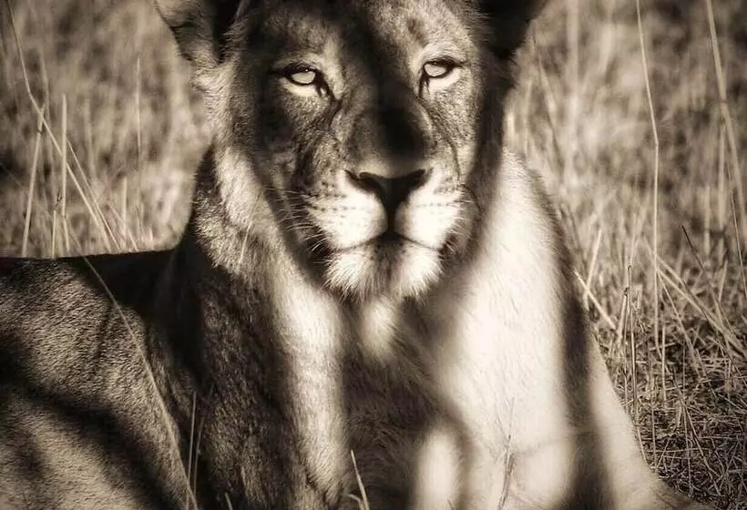 בית מלון כפרי Honeyguide Tented Safari Camps Mantobeni