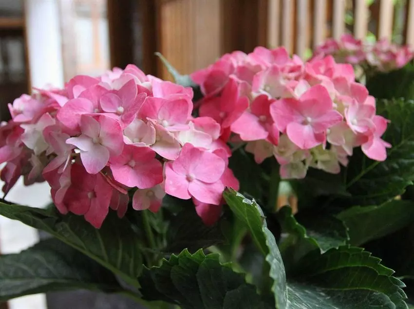 Hotel Story Inn The Riveside Resort Lijiang