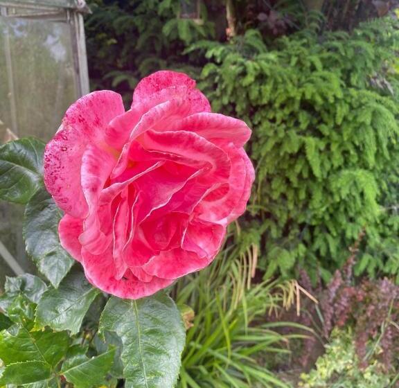 تختخواب و صبحانه Twenty