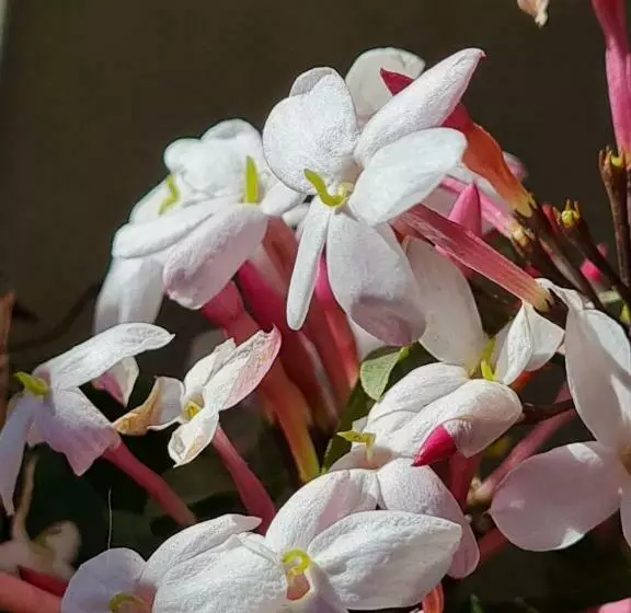 Aamiaismajoitus (B&B) Il Bacio Del Sole