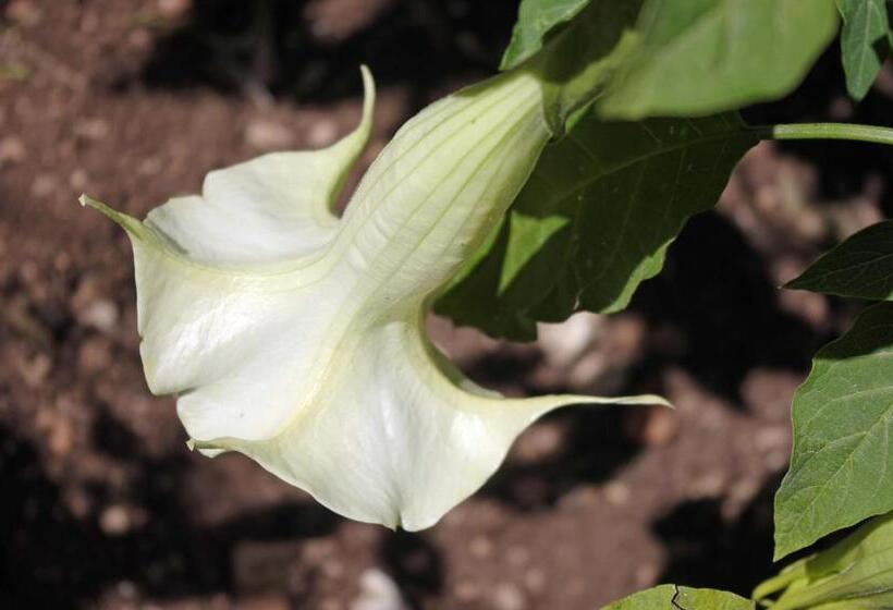 مبيت وإفطار La Piccola Locanda