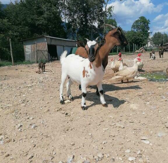 مبيت وإفطار Agriturismo Da Andreina