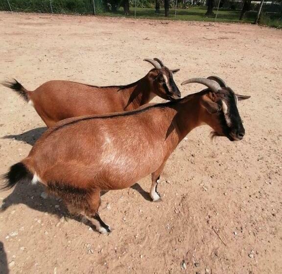 مبيت وإفطار Agriturismo Da Andreina