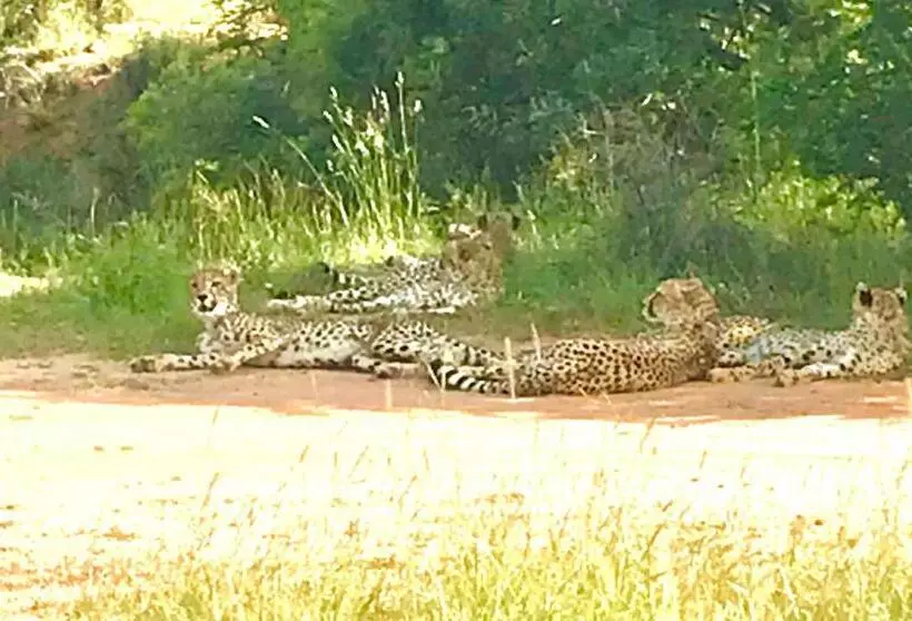 Aamiaismajoitus (B&B) Tamboti Bush Lodge