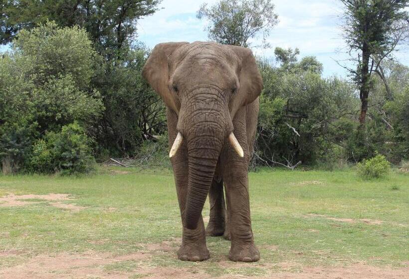 ベッドアンドブレックファースト Tamboti Bush Lodge