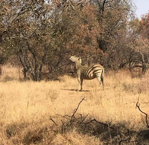 ベッドアンドブレックファースト Tamboti Bush Lodge
