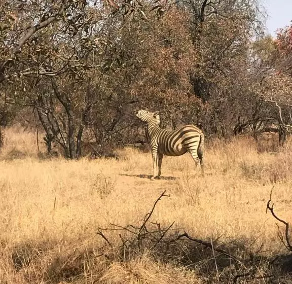 Aamiaismajoitus (B&B) Tamboti Bush Lodge