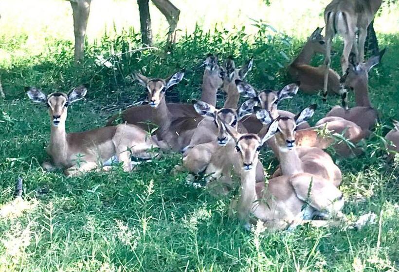 ベッドアンドブレックファースト Tamboti Bush Lodge