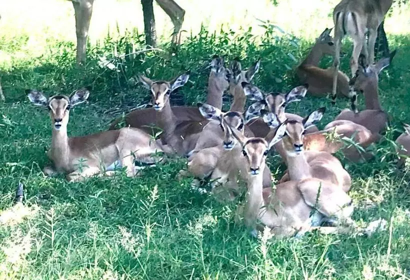 Aamiaismajoitus (B&B) Tamboti Bush Lodge