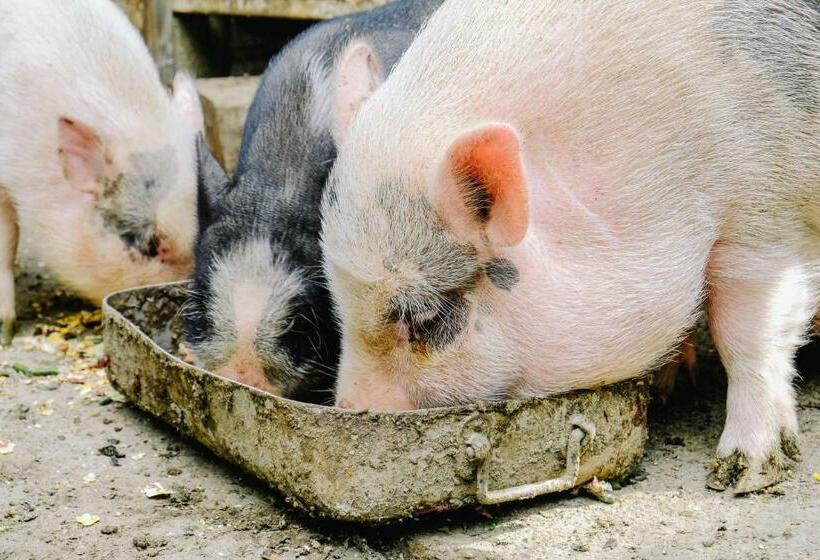 酒店 Agriturismo Ca  Fenile