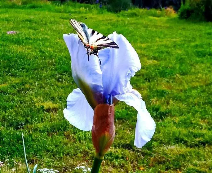 La Ginestra B&b