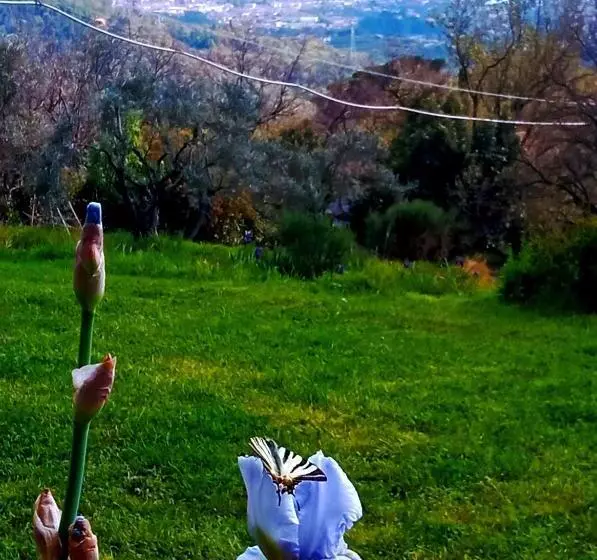 La Ginestra B&b