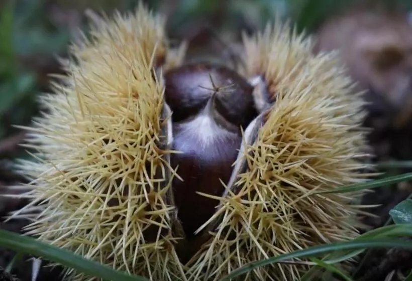 Majatalo Affittacamere Arco Antico