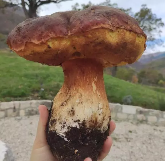 Majatalo Affittacamere Arco Antico