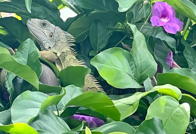 Bed and Breakfast Tacaloa Inn Experience