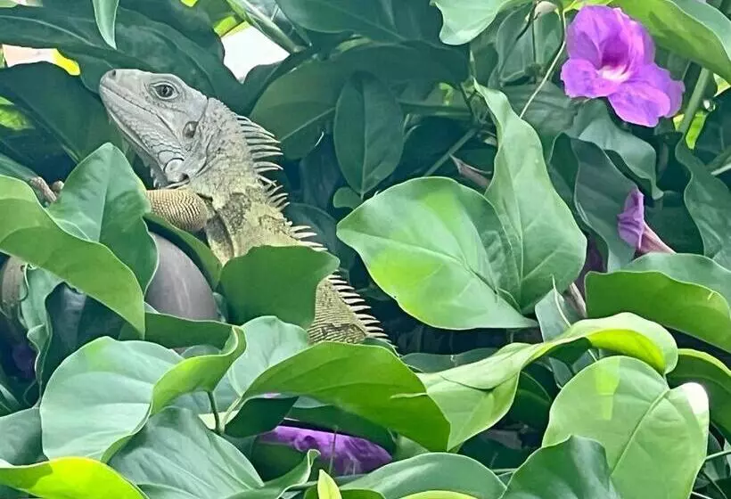 Aamiaismajoitus (B&B) Tacaloa Inn Experience