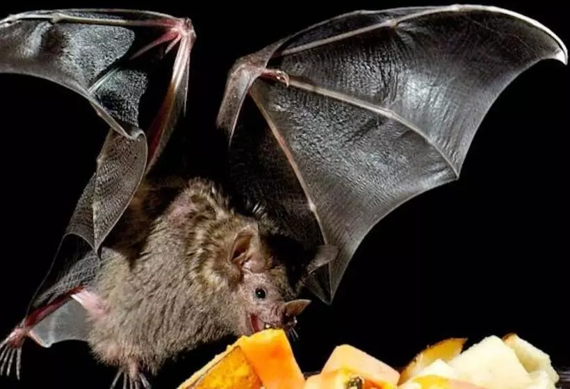 Pension Zur Fledermaus