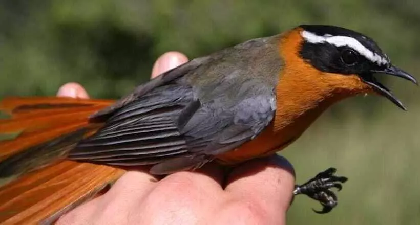 White Elephant Safaris