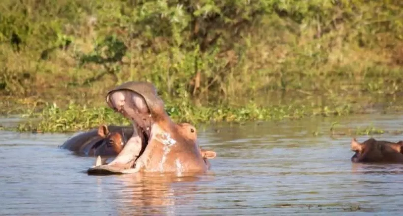 White Elephant Safaris