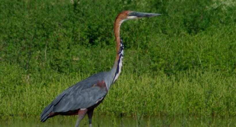 White Elephant Safaris