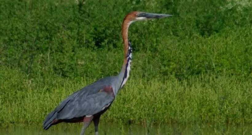 White Elephant Safaris