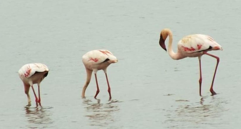 White Elephant Safaris