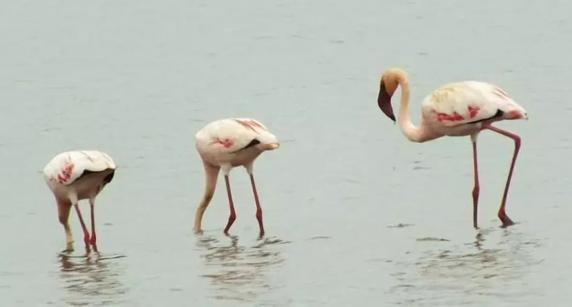 White Elephant Safaris