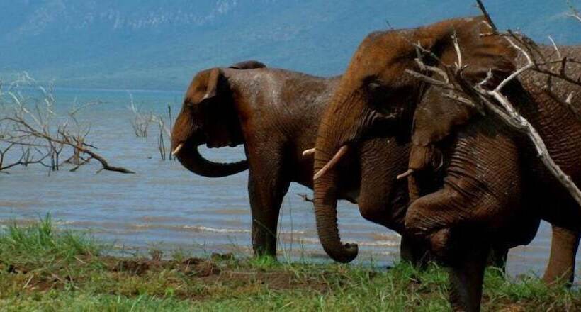 White Elephant Safaris