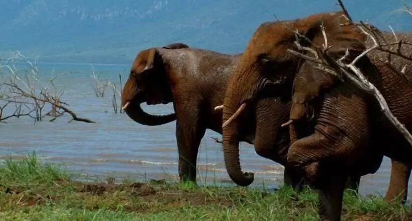 White Elephant Safaris