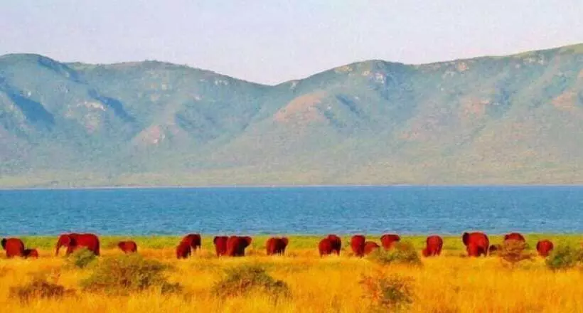 White Elephant Safaris